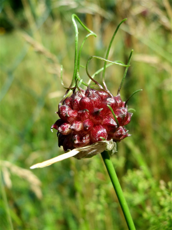 Weinberg-Lauch (Allium vineale) im Almet in Sankt Arnual