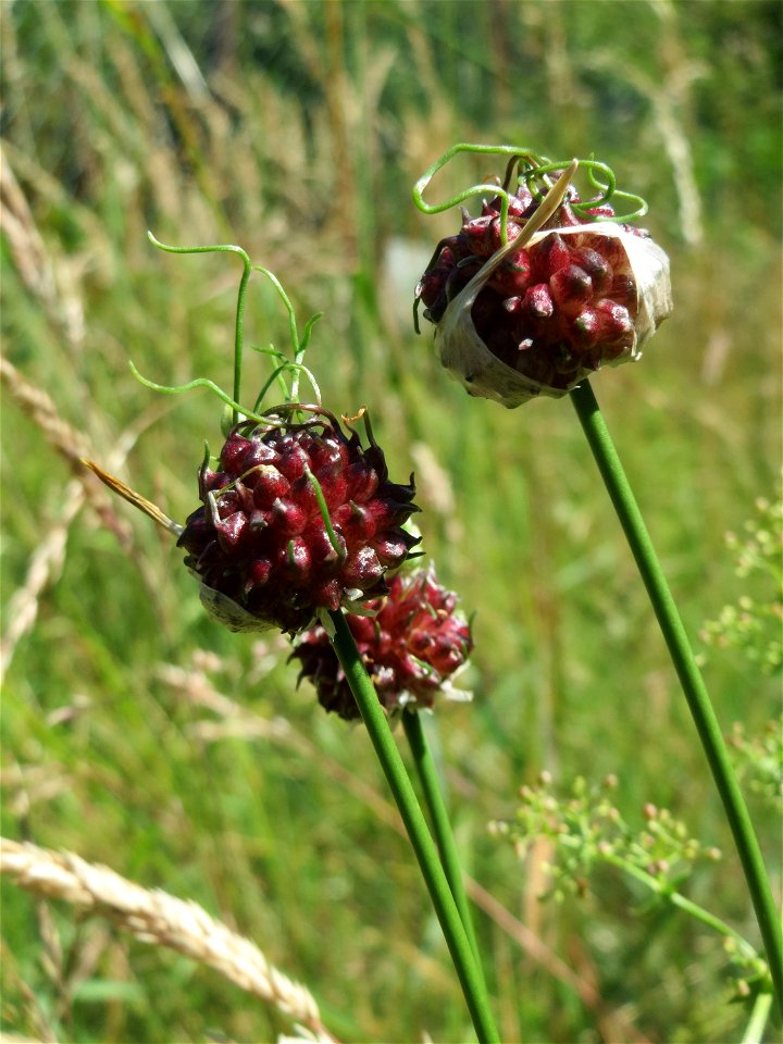 Weinberg-Lauch (Allium vineale) im Almet in Sankt Arnual