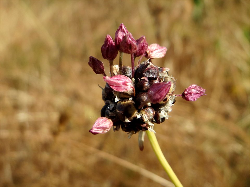 Weinberg-Lauch (Allium vineale) auf einer Streuobstwiese in Hockenheim