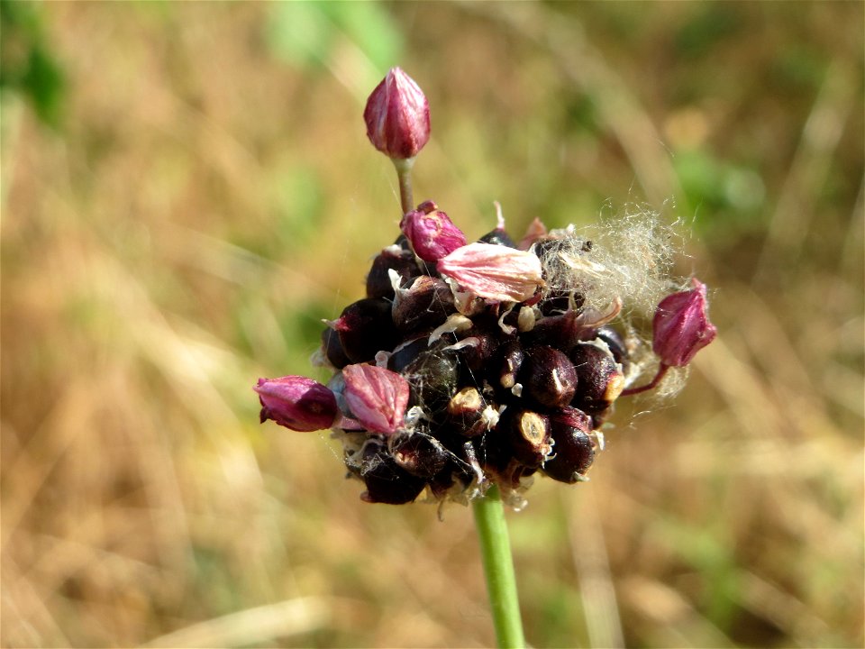 Weinberg-Lauch (Allium vineale) auf einer Streuobstwiese in Hockenheim