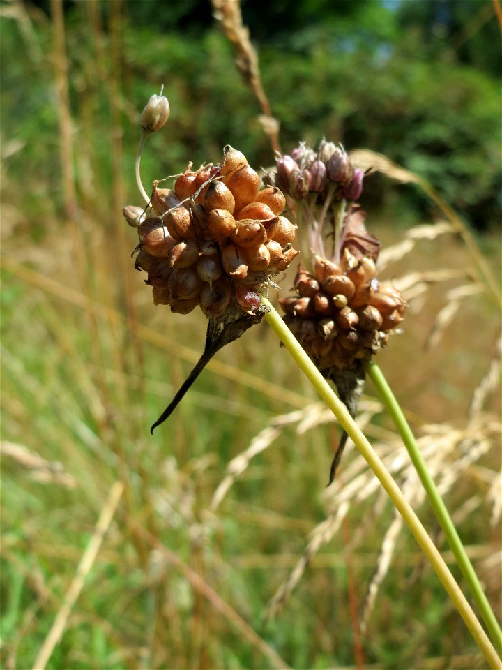 Weinberg-Lauch (Allium vineale) im Almet in Sankt Arnual