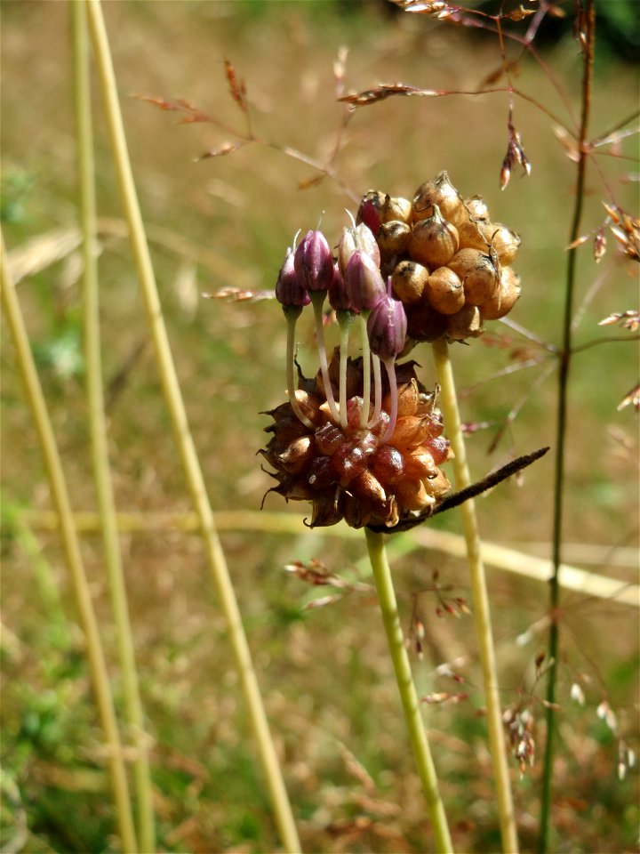 Weinberg-Lauch (Allium vineale) im Almet in Sankt Arnual