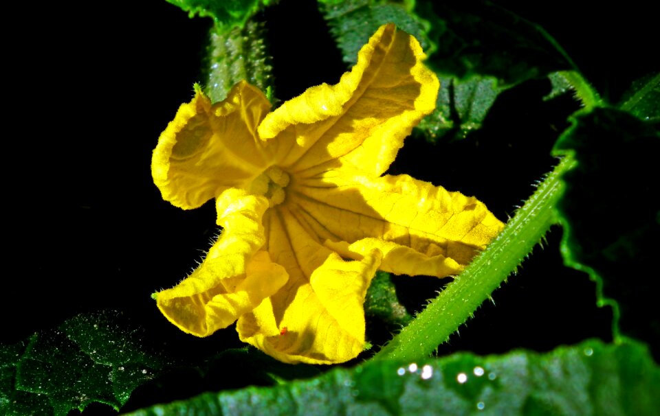 Closeup nature garden