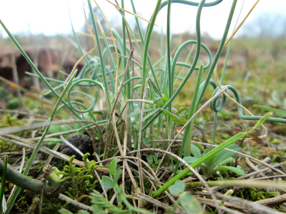 Weinberg-Lauch (Allium vineale) auf der Friedenshöhe im Naturschutzgebiet „Oftersheimer Dünen“ - treibt wegen seiner vielen Tochterzwiebeln im zeitigen Frühjahr in ganzen Büscheln noch vor dem Gras au