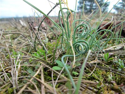 Weinberg-Lauch (Allium vineale) auf der Friedenshöhe im Naturschutzgebiet „Oftersheimer Dünen“ - treibt wegen seiner vielen Tochterzwiebeln im zeitigen Frühjahr in ganzen Büscheln noch vor dem Gras au