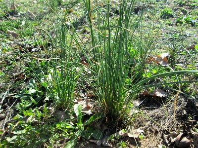 Weinberg-Lauch (Allium vineale) im Landschaftsschutzgebiet „Oftersheimer Dünen“  - treibt wegen seiner vielen Tochterzwiebeln im zeitigen Frühjahr in ganzen Büscheln aus