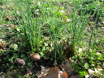 Weinberg-Lauch (Allium vineale) im Landschaftsschutzgebiet „Oftersheimer Dünen“  - treibt wegen seiner vielen Tochterzwiebeln im zeitigen Frühjahr in ganzen Büscheln aus