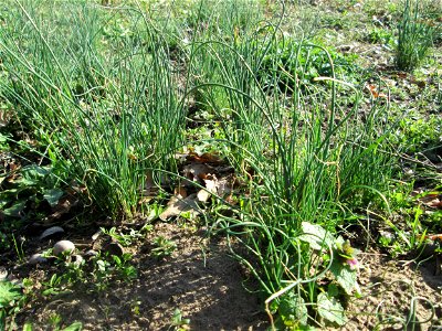 Weinberg-Lauch (Allium vineale) im Landschaftsschutzgebiet „Oftersheimer Dünen“  - treibt wegen seiner vielen Tochterzwiebeln im zeitigen Frühjahr in ganzen Büscheln aus