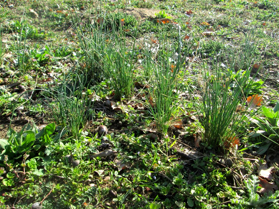 Weinberg-Lauch (Allium vineale) im Landschaftsschutzgebiet „Oftersheimer Dünen“  - treibt wegen seiner vielen Tochterzwiebeln im zeitigen Frühjahr in ganzen Büscheln aus