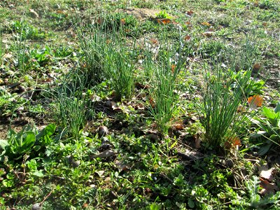 Weinberg-Lauch (Allium vineale) im Landschaftsschutzgebiet „Oftersheimer Dünen“  - treibt wegen seiner vielen Tochterzwiebeln im zeitigen Frühjahr in ganzen Büscheln aus