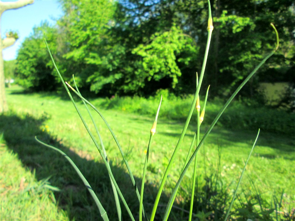 Weinberg-Lauch (Allium vineale) am Staden in Saarbrücken