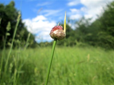Weinberg-Lauch (Allium vineale) im oberen Almet in Sankt Arnual