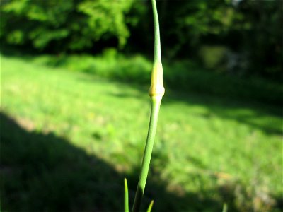 Weinberg-Lauch (Allium vineale) am Staden in Saarbrücken