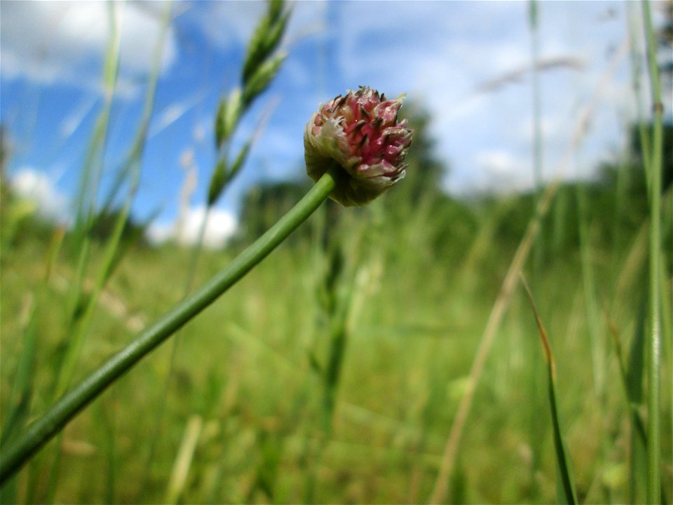 Weinberg-Lauch (Allium vineale) im oberen Almet in Sankt Arnual