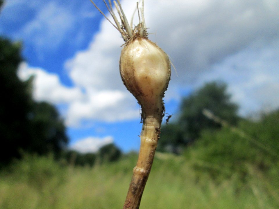 Weinberg-Lauch (Allium vineale) im oberen Almet in Sankt Arnual