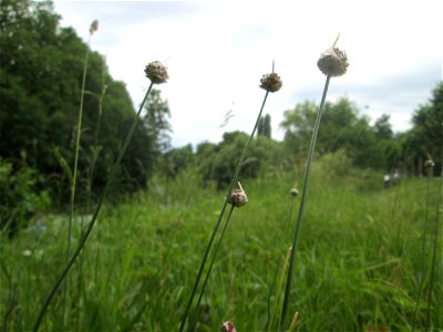 Weinberg-Lauch (Allium vineale) am Staden in Saarbrücken