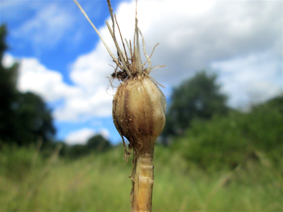 Weinberg-Lauch (Allium vineale) im oberen Almet in Sankt Arnual