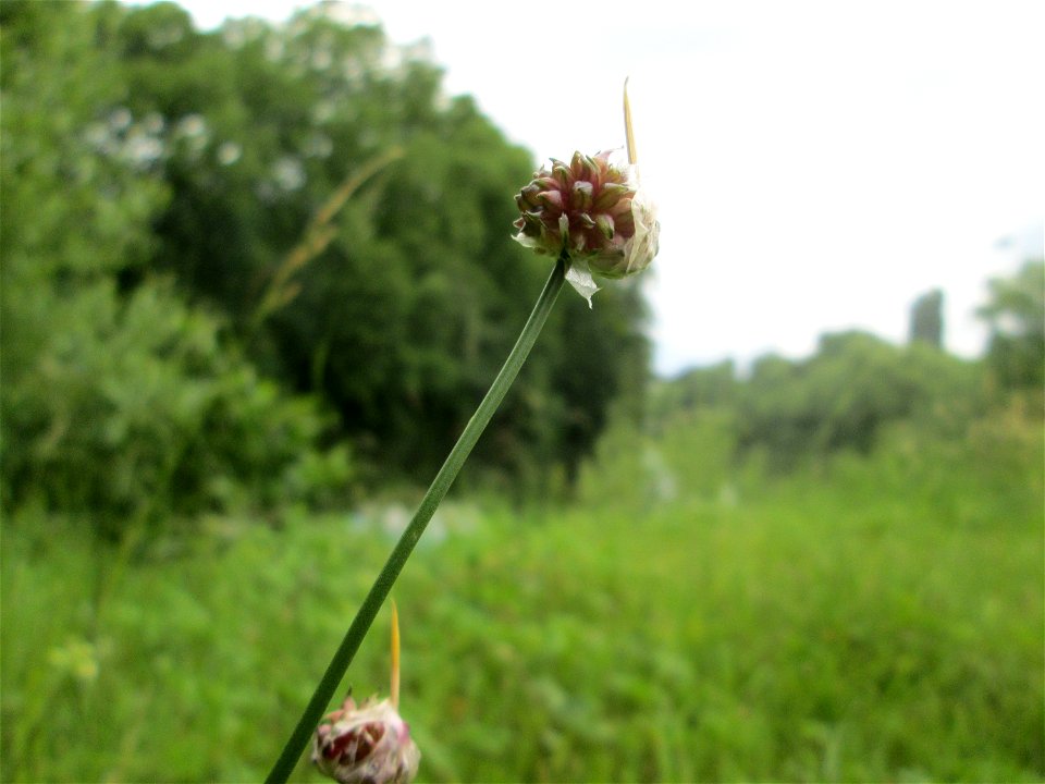 Weinberg-Lauch (Allium vineale) am Staden in Saarbrücken