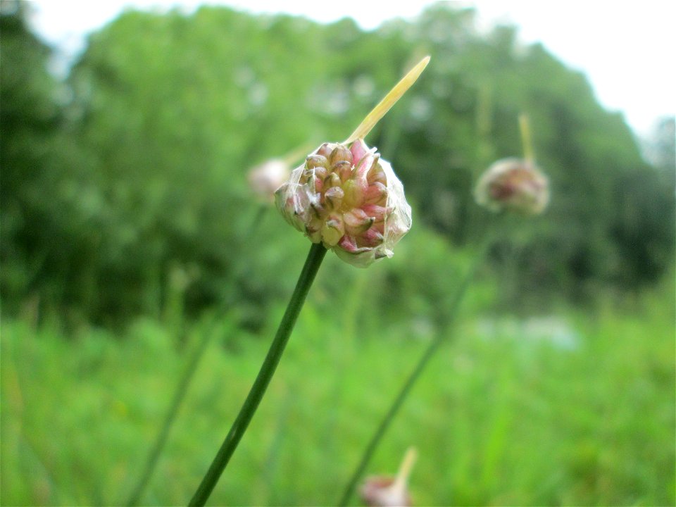 Weinberg-Lauch (Allium vineale) am Staden in Saarbrücken