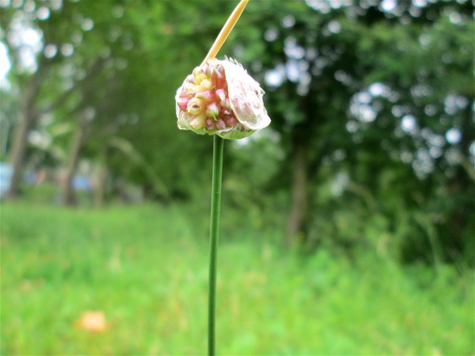 Weinberg-Lauch (Allium vineale) am Staden in Saarbrücken