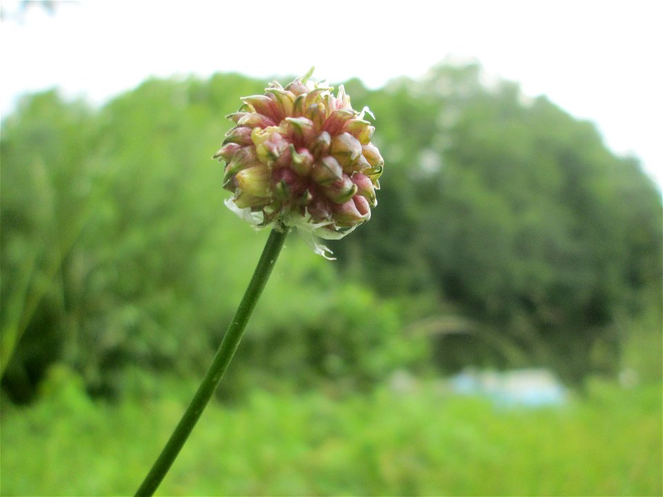 Weinberg-Lauch (Allium vineale) am Staden in Saarbrücken