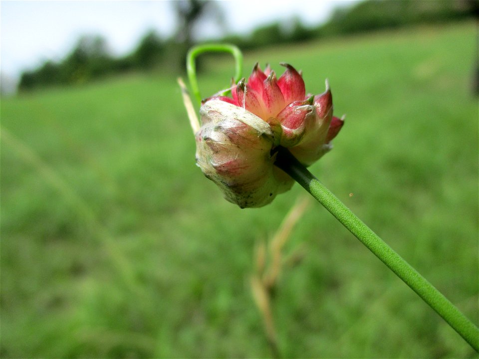 Weinberg-Lauch (Allium vineale) auf einer Streuobstwiese bei Gersheim