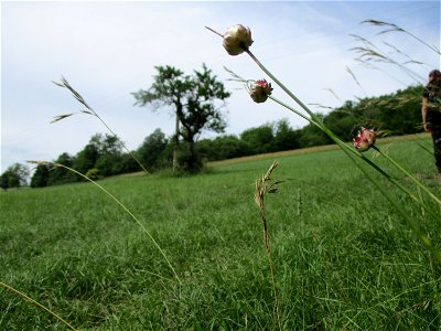 Weinberg-Lauch (Allium vineale) auf einer Streuobstwiese bei Gersheim