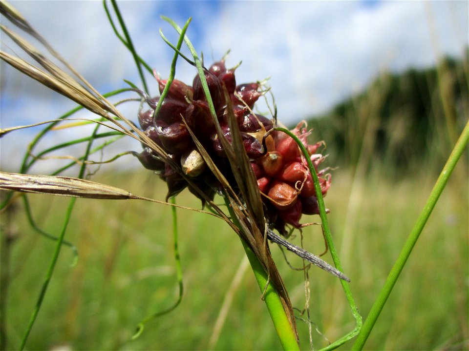Weinberg-Lauch (Allium vineale) bei Eschringen
