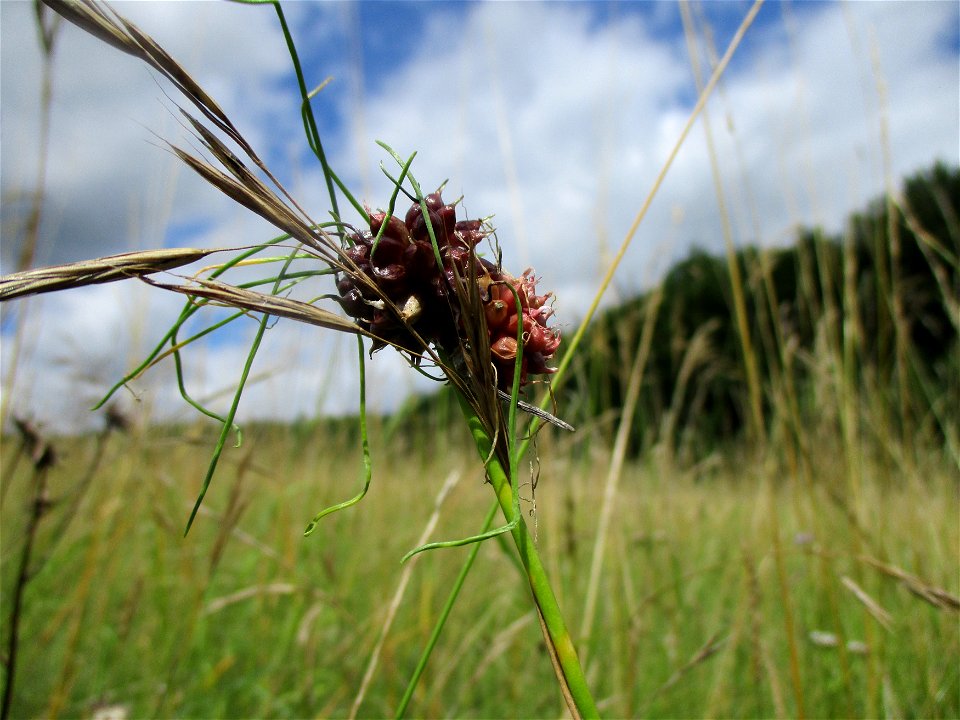 Weinberg-Lauch (Allium vineale) bei Eschringen