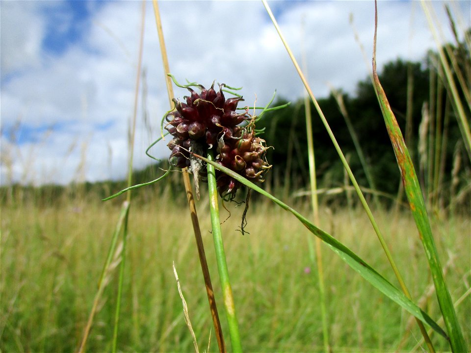Weinberg-Lauch (Allium vineale) bei Eschringen