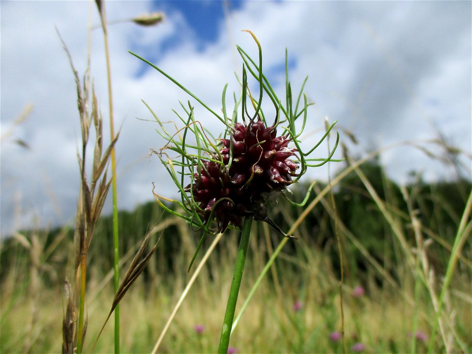 Weinberg-Lauch (Allium vineale) bei Eschringen