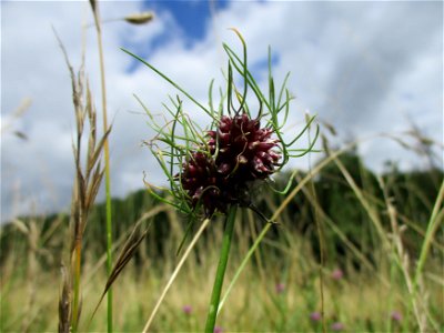 Weinberg-Lauch (Allium vineale) bei Eschringen
