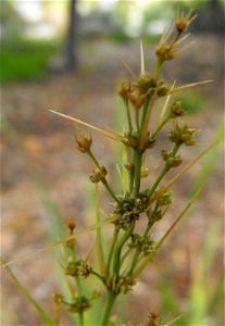 Lomandra longifolia at Quail Botanical Gardens in Encinitas, California, USA. Identified by sign. photo