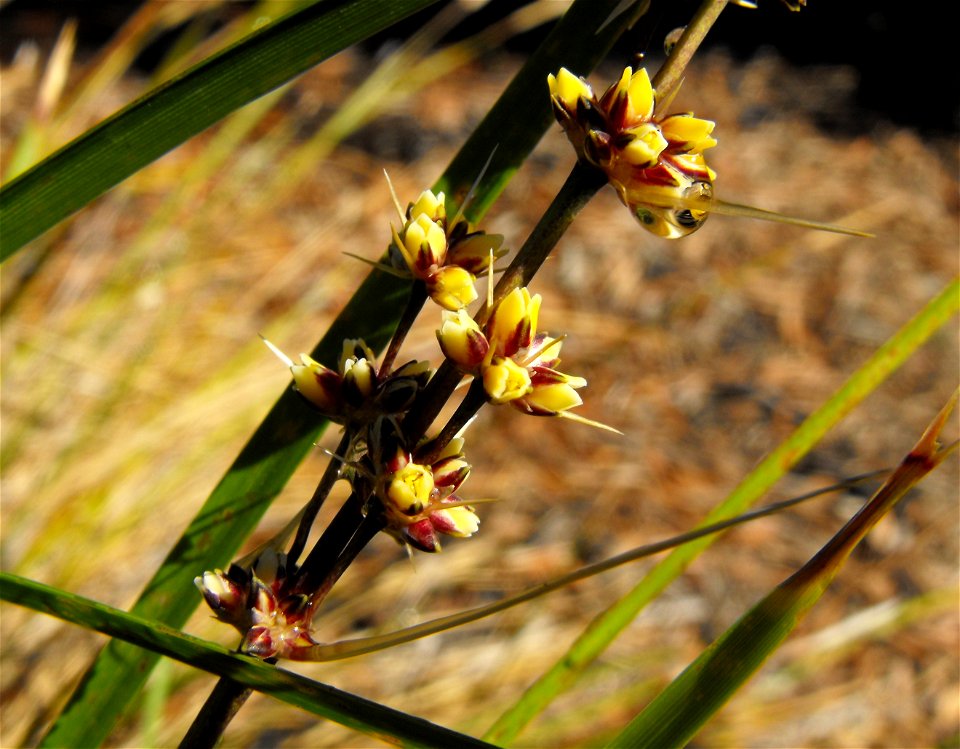 Lomandra longifolia at the Water Conservation Garden at Cuyamaca College in El Cajon, California, USA. Identified by sign.