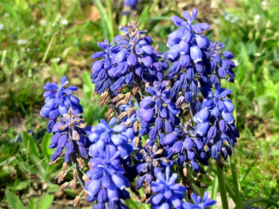 Armenische Traubenhyazinthe (Muscari armeniacum) in Hockenheim