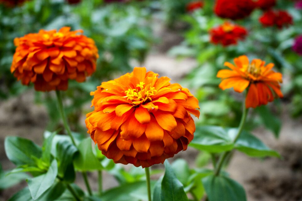 Sun flower beautiful flowers flower