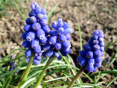 Armenische Traubenhyazinthe (Muscari armeniacum) in Hockenheim photo