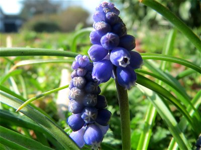 Armenische Traubenhyazinthe (Muscari armeniacum) in Hockenheim photo