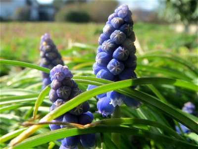 Armenische Traubenhyazinthe (Muscari armeniacum) in Hockenheim photo