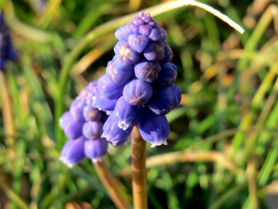 Armenische Traubenhyazinthe (Muscari armeniacum) in Hockenheim