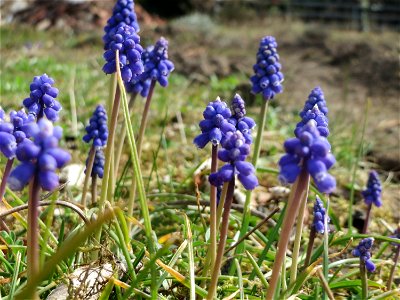 Armenische Traubenhyazinthe (Muscari armeniacum) in Hockenheim photo