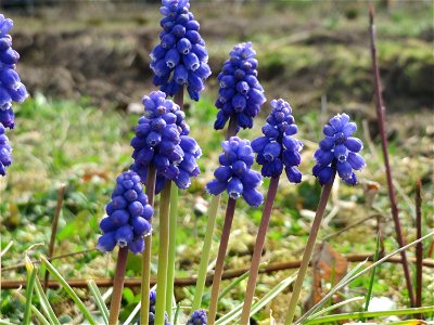 Armenische Traubenhyazinthe (Muscari armeniacum) in Hockenheim