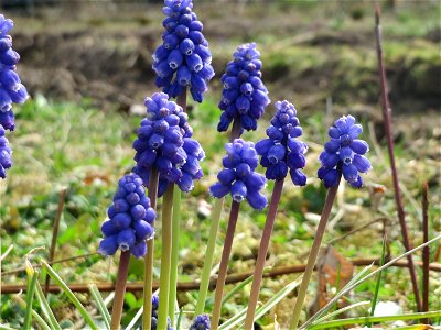 Armenische Traubenhyazinthe (Muscari armeniacum) in Hockenheim photo