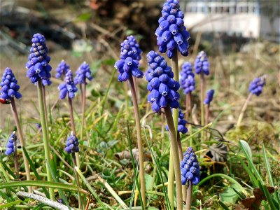 Armenische Traubenhyazinthe (Muscari armeniacum) in Hockenheim