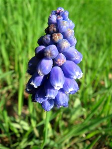 Armenische Traubenhyazinthe (Muscari armeniacum) im Hockenheimer Rheinbogen