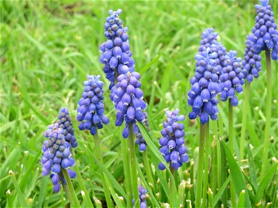 Armenische Traubenhyazinthe (Muscari armeniacum) in Hockenheim photo