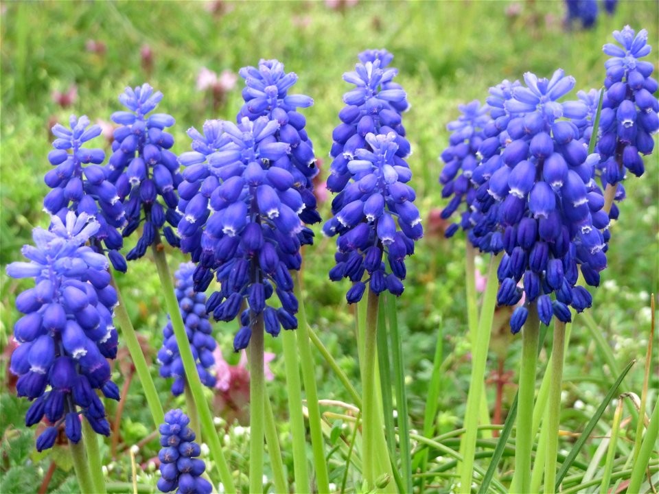 Armenische Traubenhyazinthe (Muscari armeniacum) in Hockenheim