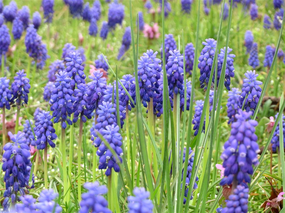 Armenische Traubenhyazinthe (Muscari armeniacum) in Hockenheim