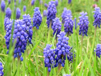 Armenische Traubenhyazinthe (Muscari armeniacum) in Hockenheim photo