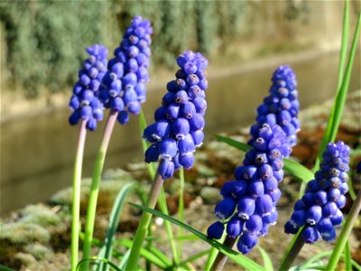 Armenische Traubenhyazinthe (Muscari armeniacum) in Hockenheim photo